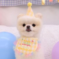 강아지 생일파티 모자 스카프 체크 세트