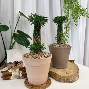 [화분포함 완제품]귀여운 파인애플 수형 다육이 중형 괴마옥 - 이태리 토분 2color