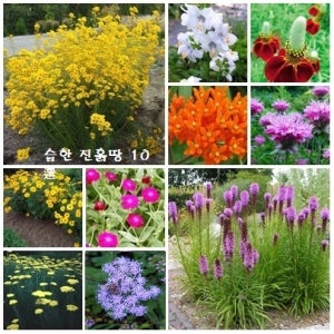 [꽃씨모듬] 습한 진흙땅에도 적응하는 다년초 10선