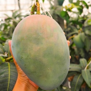 제주 애플망고 왕망고 3KG 산지직송 프리미엄 선물용