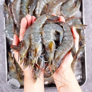 국산 흰다리새우 1kg 생새우 활새우 왕새우 대하 새우철 급냉