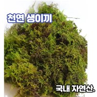 천연생이끼100g 털깃털이끼 화분장식 풍란 석 목부작 분재 분경 정원조경