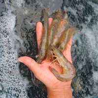 생물 흰다리 활 새우 대하 철 왕 새우 소금 구이 1kg