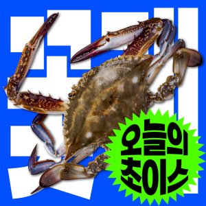 피쉬서핑 최저가 가성비상품