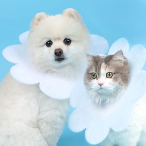 데일리 고양이 강아지 넥카라 3매입