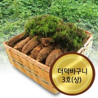 고랭지 강원도 횡성 재배 더덕(상) 3kg 바구니포장