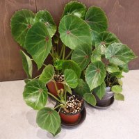 [실물배송] 무늬루즈 베고니아 B급 Begonia Rouge Variegated