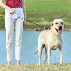 강아지목줄 애견목줄 개 대형견 반려견 소형견 안전벨트