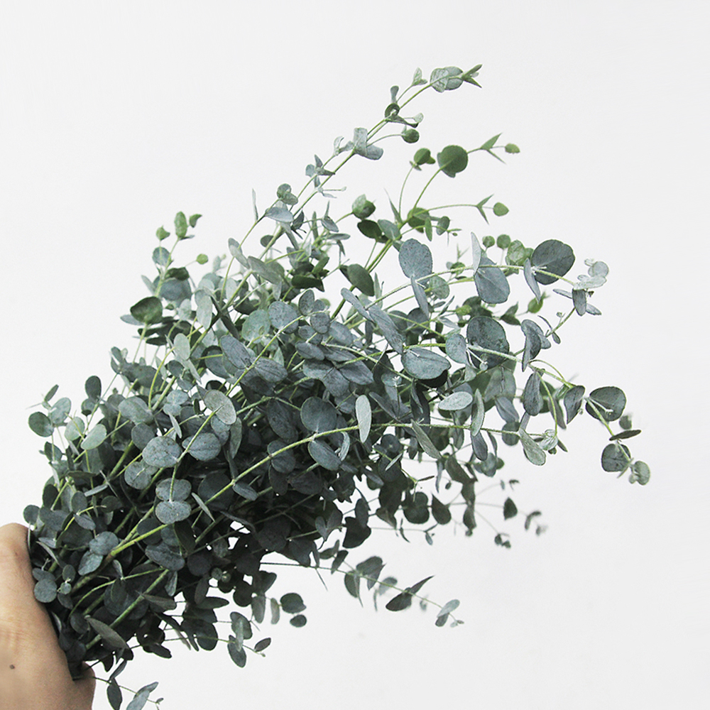 유칼립투스 한단 생화택배