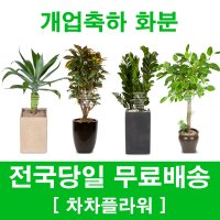 서면 부암동 개업화분 식당 미용실 카페 병원 기업 개원 승진 축하 화분배달 당일배송