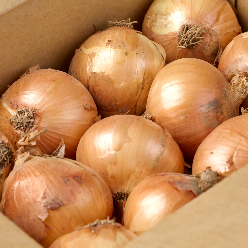 국내산 단단한 <b>양파</b> 햇<b>양파</b> 무안<b>양파</b>