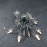 핑크풋 골리앗 버드이터 타란튤라 애완거미 유체 / Theraphosa apophysis