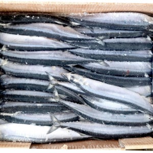 통큰 낚시용 꽁치박스 95 105미 약11kg 꽁치 미끼 갈치 낚시 텐빈 원투