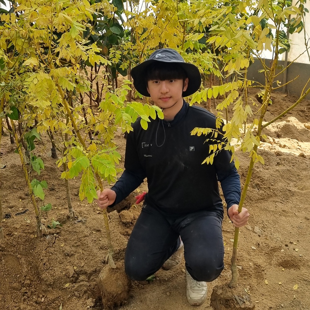 황금<b>회화나무</b> 묘목 (3년생)분묘