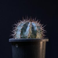 로아자카 | 앵명운 Melocactus azureus 21-17