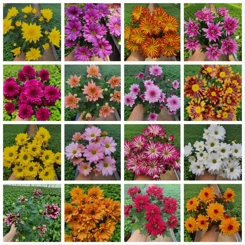 [무지개꽃] 가드닝 국화 (꽃크기 6cm 소국 화분)