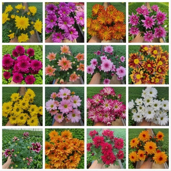 [무지개꽃] 가드닝 국화 (꽃크기 6cm 소국 화분)