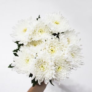 하얀 국화 20송이 생화택배 고속터미널꽃시장 대국 수입국화꽃