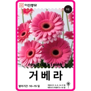거베라 씨앗 5립 / 핑크 로얄 거베라 F1교배종 꽃씨 몰 종자 다년생 야생화 절화용