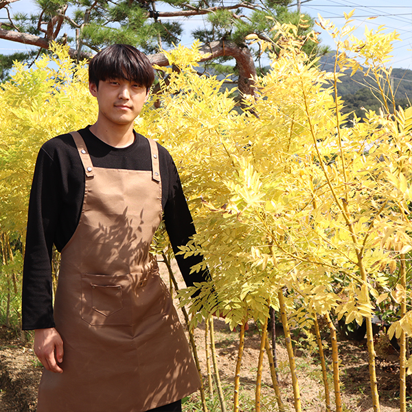 황금<b>회화나무</b> 묘목 3년생