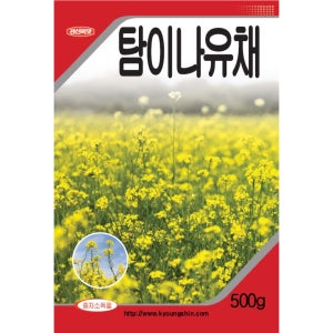 유채꽃 씨앗 탐이나유채종자 500g