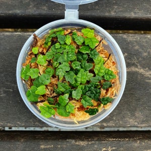 제주애기모람 컵(8x3.5cm)+슬릿화분 테라리움 넝쿨 덩굴식물 재료 만들기 비바리움