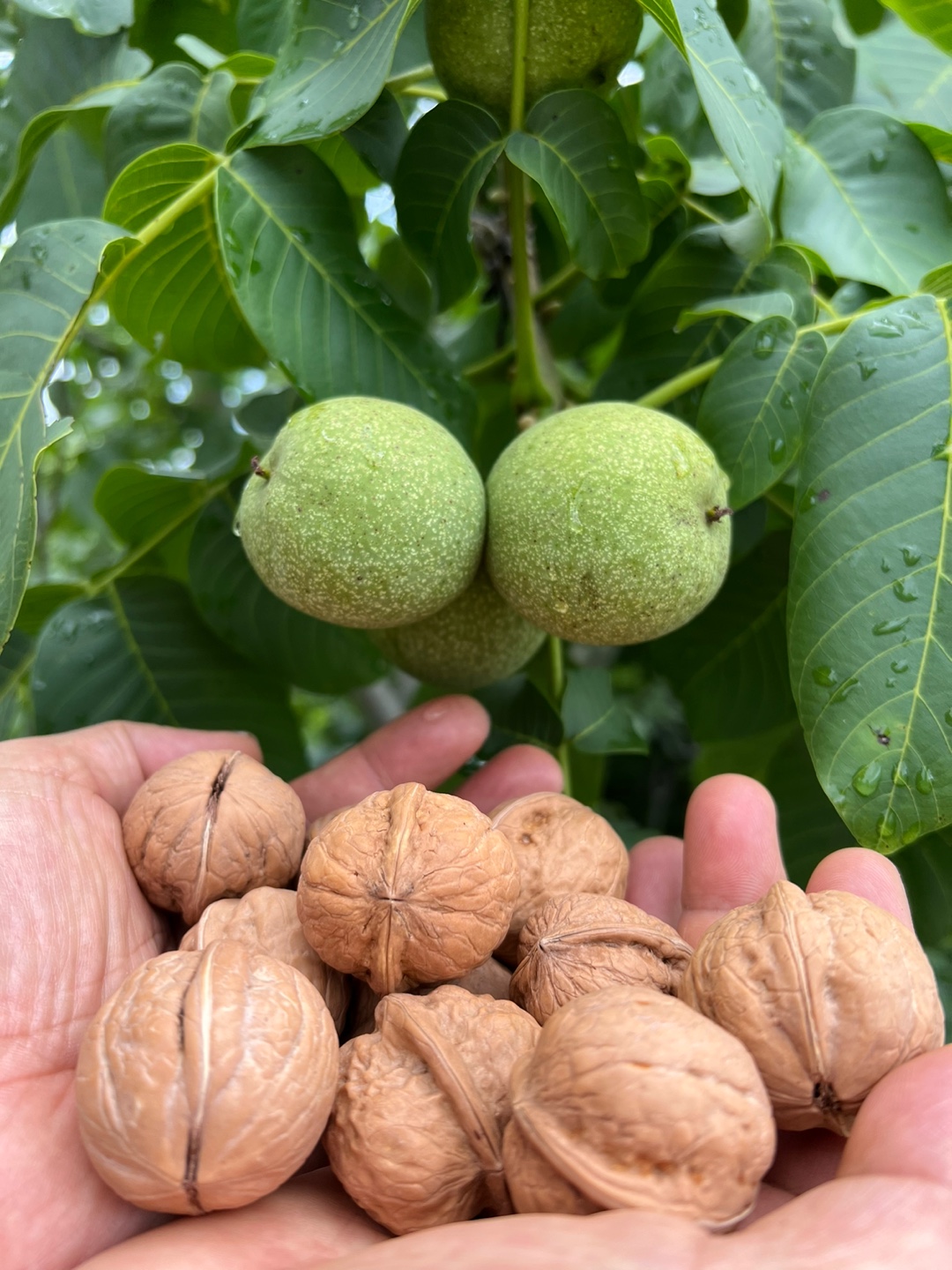 25년 무농약 국산 (알호두,깐호두)