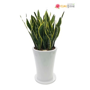 산세베리아(대) 축하화분 개업 승진 인사이동 집들이축하 실내공기정화식물