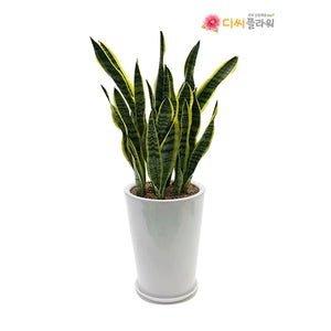 산세베리아 축하화분 개업 승진 인사이동 집들이축하 실내공기정화식물