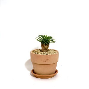 미니선인장 괴마옥 파인애플 토분set 미니 다육이 인테리어식물