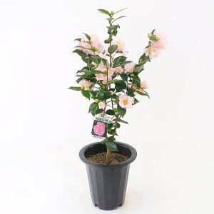 대성식물 서향 향 동백나무 중형 겨울꽃 핑크꽃