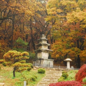 [당일]영주 부석사 은행나무길+무섬마을+소수서원