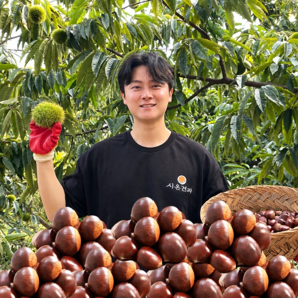 제수용 26년 햇밤 공주밤 옥광밤 왕밤 알밤 생밤 공주정안 1.5kg