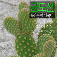 [허브여울선인장] 금도선 묵은둥이 외목대 (토끼선인장) 지름 9cm 소품다육화분