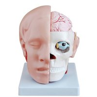 머리 대뇌 뇌 모형 단면 인체 구조 해부학 의학 교육 얼굴 뼈