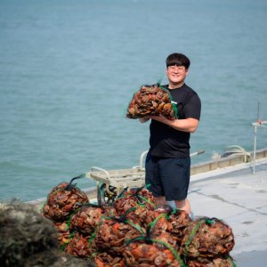 홍가리비1kg 최저가 가성비상품