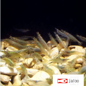 생이새우 200마리 13000원 관상용 먹이용 어항이끼제거