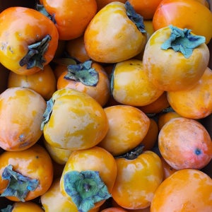 농랑부랑 창원 대봉감 홍시 곶감용감 감말랭이 대봉시 5kg 10kg