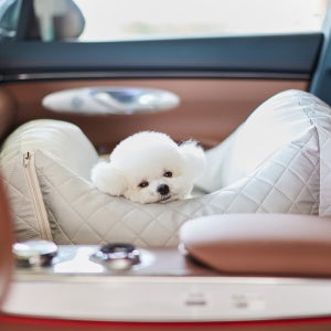 투고 강아지카시트 반려견 애견 카시트