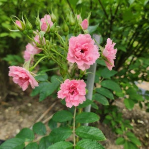 카네이션 해당화 겹분홍 레드 화이트 15호 화분묘