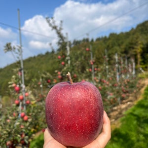 산지직송 고랭지 찐한 평창 감홍 사과 5KG