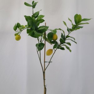 [평점 4.8점 리뷰 300건 돌파] 오리지널 노랑 레몬 나무 H60 (3년생) 기본 플라스틱 화분 토분에 키우기 유실수 레몬트리