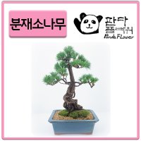 PFC003 개업/승진/영전/진급 선물/ 소나무 분재 키우기 쉽고 오래사는 분제