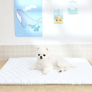 페리가토 강아지 여름 쿨방석 고양이 듀라론 쿨매트