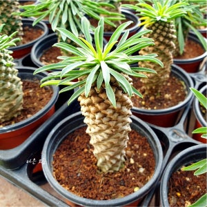 괴마옥 2개세트 미니 파인애플 선인장 꽃피는 다육 공기정화 식물 다육이 키우기