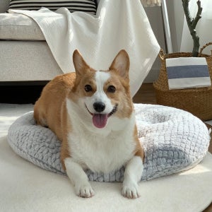 한스갤러리 강아지 고양이 반려견 펫 애견 쿠션 디어 극세사 원형 방석