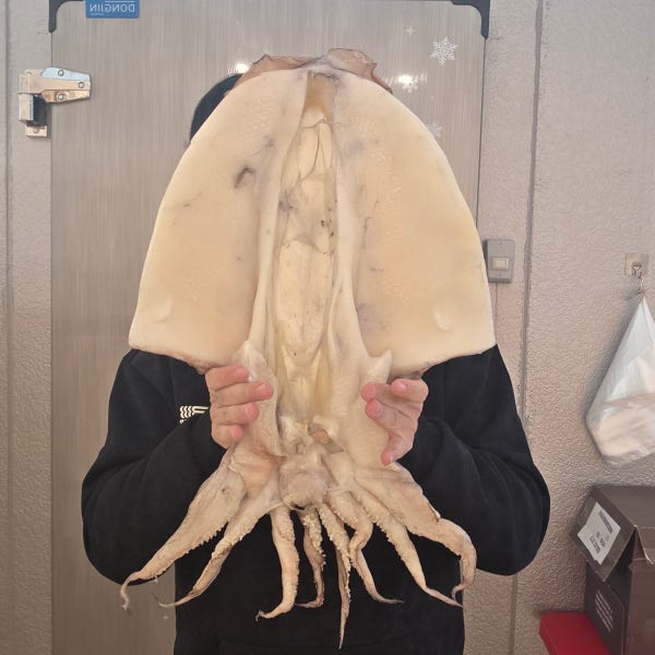 군산 반건조 갑오징어 1미 갑오징어구이 캠핑용 술안주