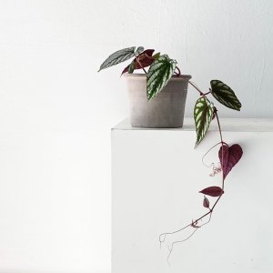 시서스 디스컬러 / 오묘한 색감이 멋스러운 인테리어식물 공기정화 덩굴 카페화분 고급 희귀식물