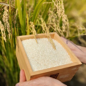 햅쌀 백미 신동진 20kg