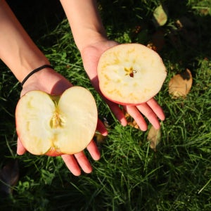 껍질째 먹는 청송사과 꿀 사과 부사 2.5kg 5kg 10kg